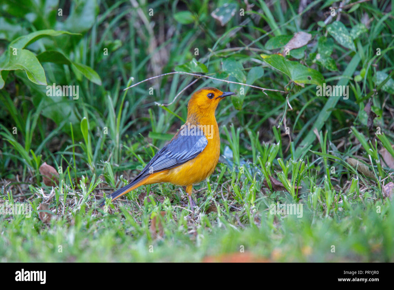Red-capped Robin-Chat Cossypha natalensis St. Lucia, Südafrika, 27. August 2018 Nach Muscicapidae Stockfoto