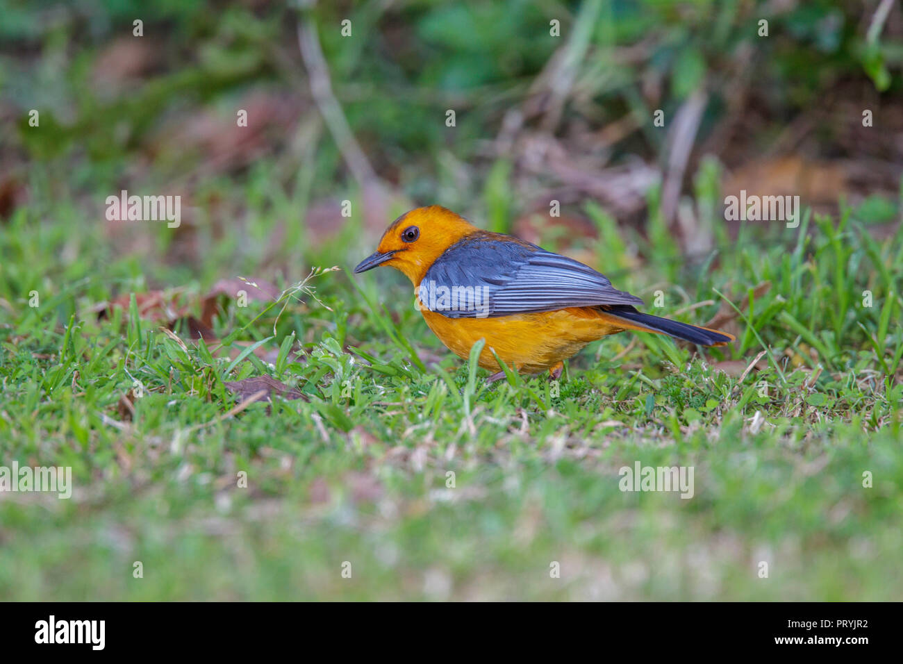 Red-capped Robin-Chat Cossypha natalensis St. Lucia, Südafrika, 27. August 2018 Nach Muscicapidae Stockfoto