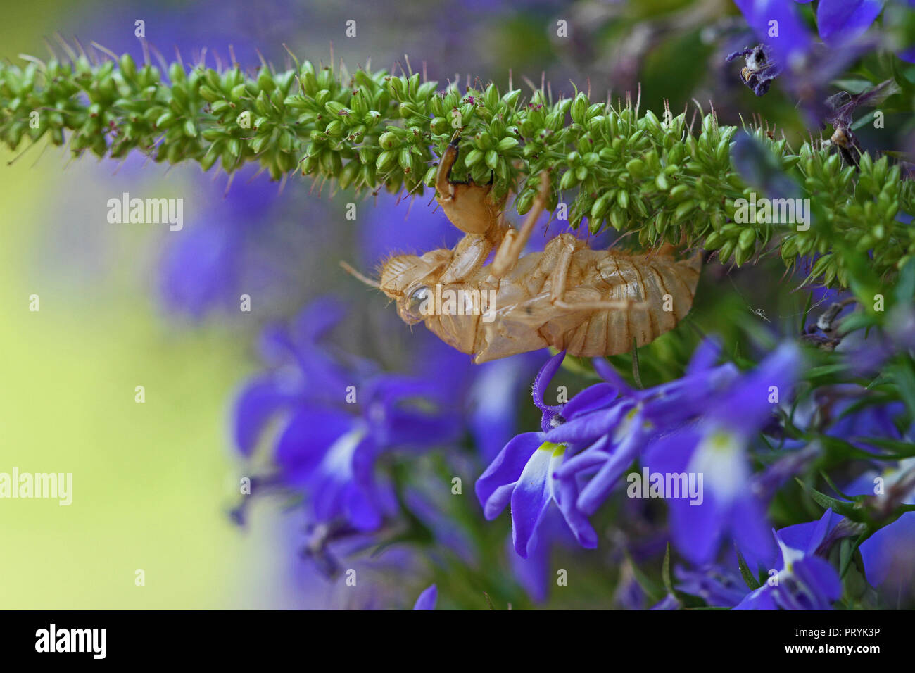 Leere zikade Schale oder Gehäuse von Gehäutet zikade Insekt auf einem Rasen Unkraut vor einem blauen Lobelia Blume mit einem blauen Auge in Italien hemiptera cicadidae Stockfoto