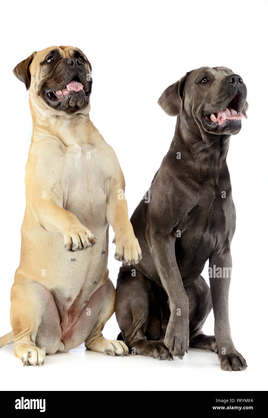 Bull Mastiff Und Welpe Cane Corso Im Sitzen Und Stehen In Einem Weissen Studio Stockfotografie Alamy