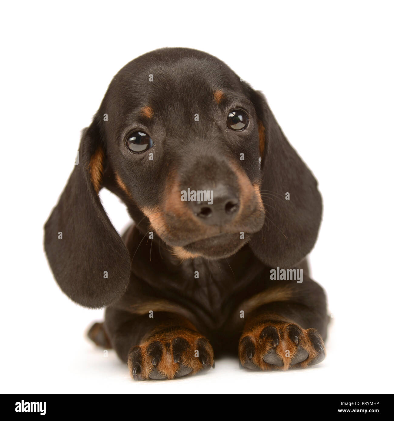 Hund Dackel suchen in Weiß studio Stockfoto