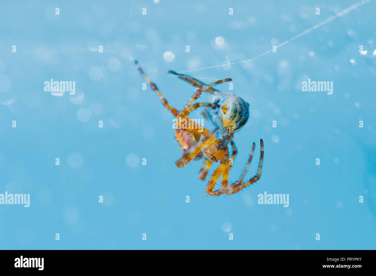 Kreuzspinne mit Beute Stockfoto
