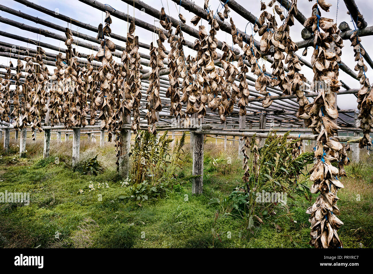 Island, Hoefn, getrockneten Fisch Köpfe hängen auf Holz- Rack Stockfoto