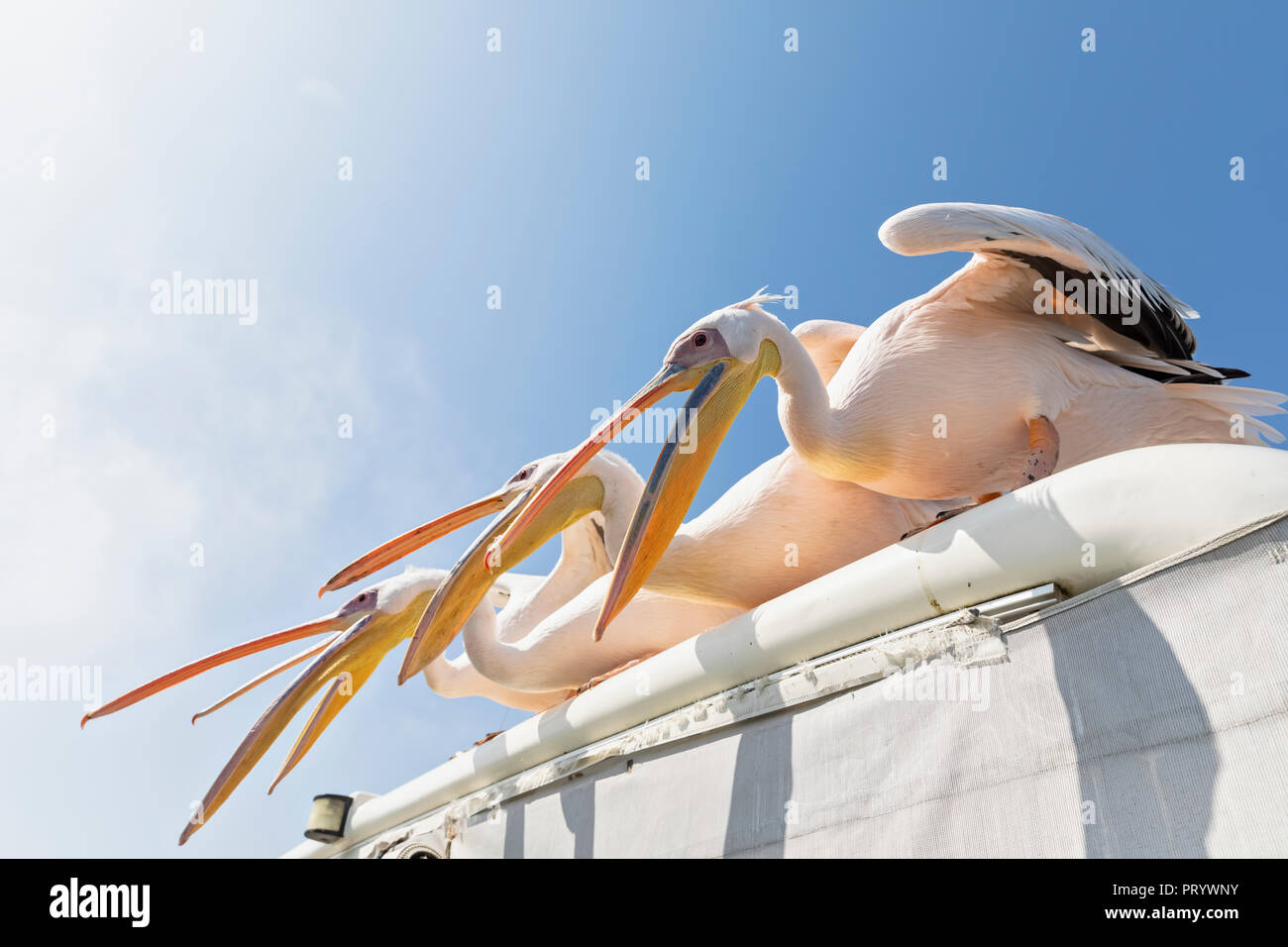 Namibia, Walvis Bay, vier weiße Pelikane Stockfoto Namibia, Walvis Bay, vier weiße Pelikane Stockfoto