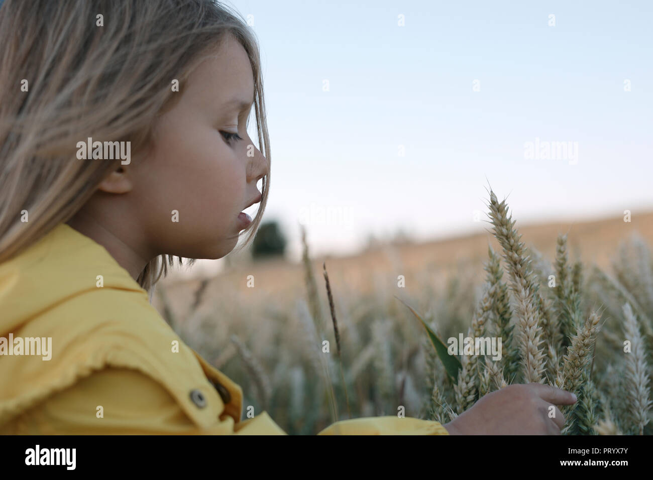 Kleines Mädchen berühren Roggen Ohren auf Feld Stockfoto