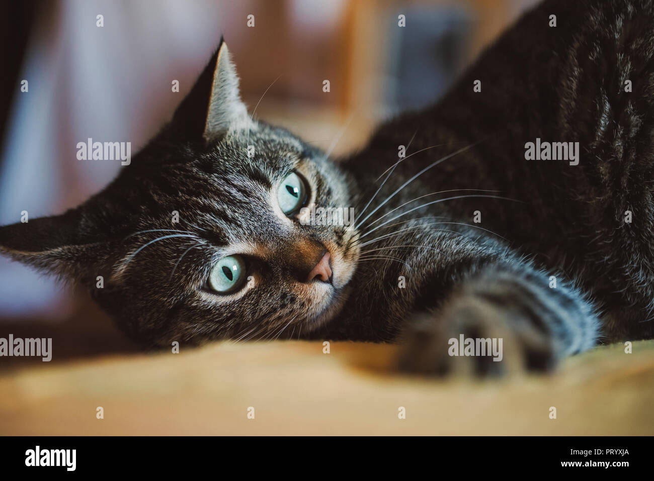 Porträt von Tabby Katze, die gerade etwas Stockfoto