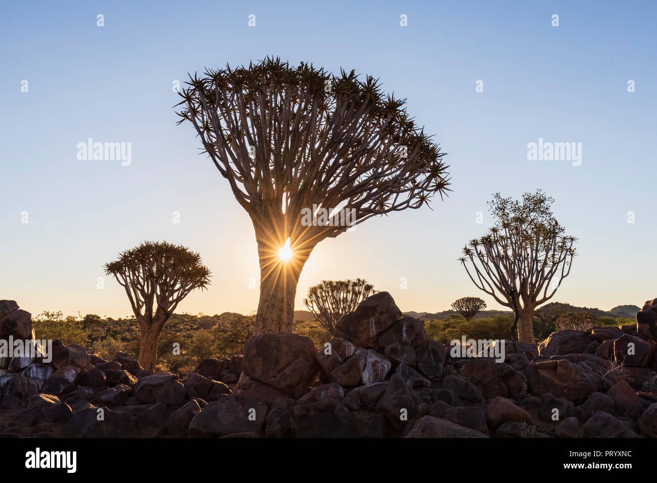 Afrika, Namibia, Keetmanshoop, Köcherbaumwald bei Sonnenuntergang Stockfoto