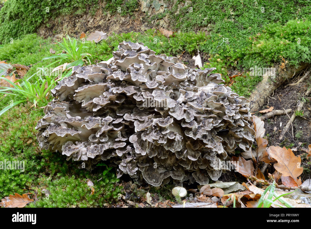 Grifola frondosa (gemeinhin als Henne der Wälder bekannt) ist eine polypore Pilz, der in Clustern wächst an der Basis der Bäume, die in der Regel aus Eiche. Stockfoto