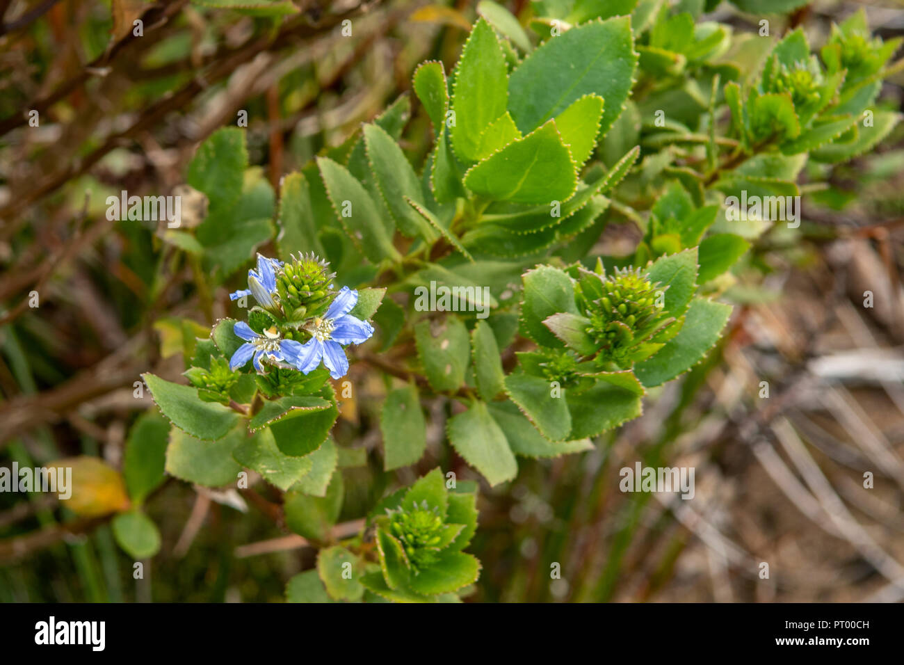 Tropische Dickblattpflanzen Mit Hohem Zuckergehalt Codycross Dickblättrige pflanze -Fotos und -Bildmaterial in hoher Auflösung – Alamy
