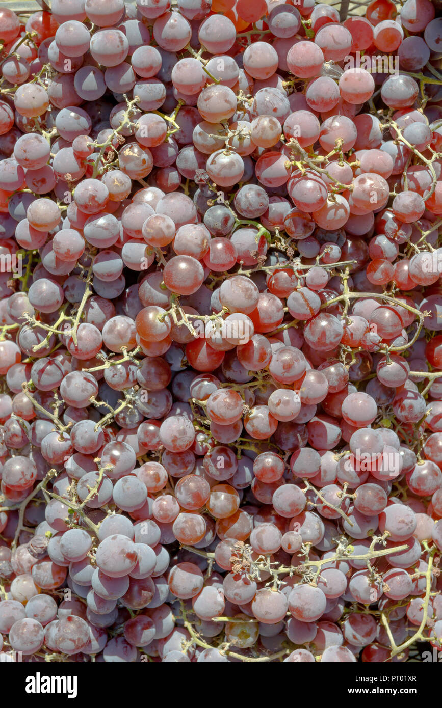 Close-up viele Rosa Beeren in den Bündeln im hellen Sonnenlicht als natürlichen Hintergrund. Stockfoto