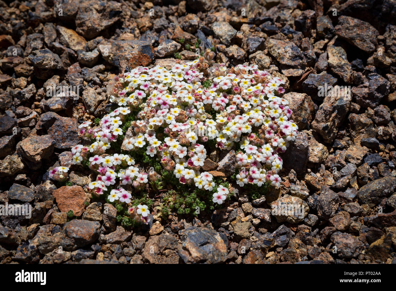 Hochalpine Wildblumen die 4.750 Meter Gumbezkul Pass in der entfernten Pshart Tal, Pamir, Gorno-Badakhshan Autonome Region, Tadschikistan. Stockfoto