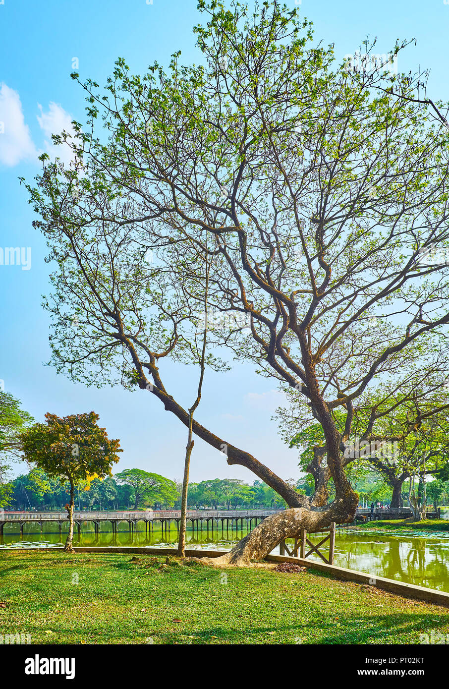 Die Faule Spaziergang in Kandawgyi Park, bekannt für eine der größten Stadt Seen, von üppigem Grün, Yangon, Myanmar umgeben ist. Stockfoto
