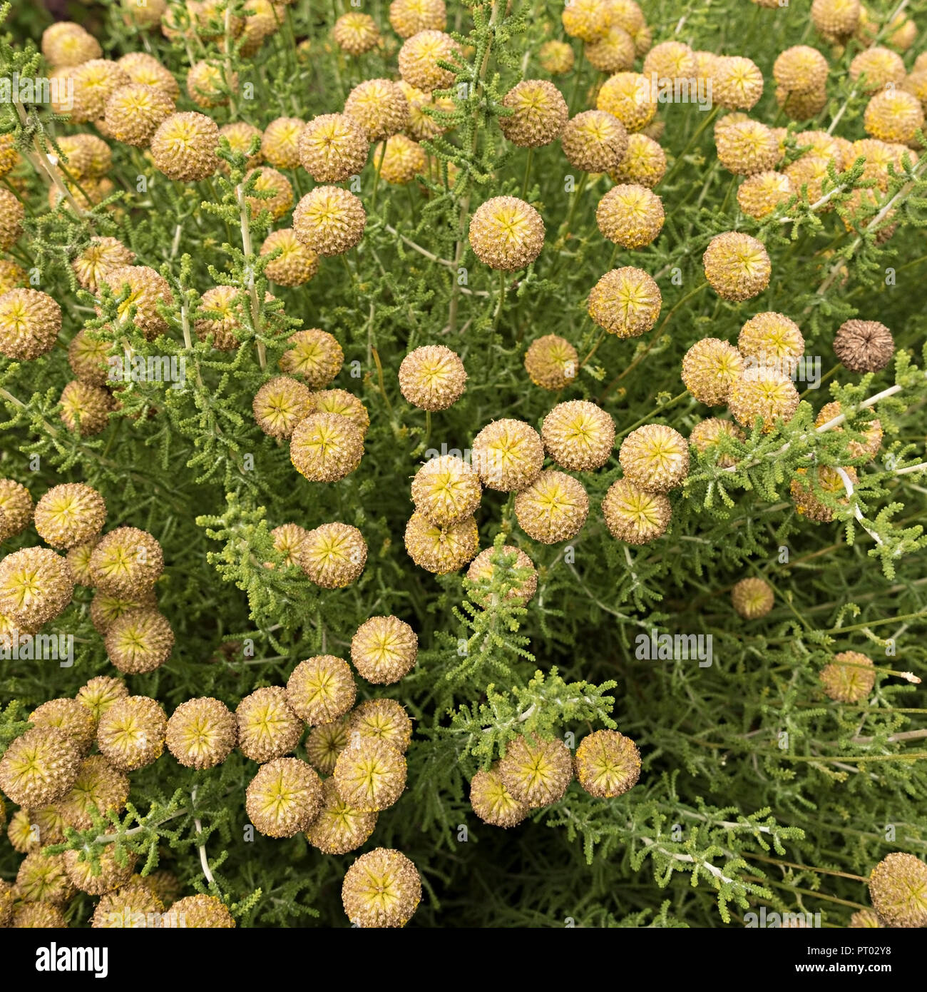 Baumwolle lavendel Pflanzen nach der Blüte, Derbyshire, England, Großbritannien Stockfoto