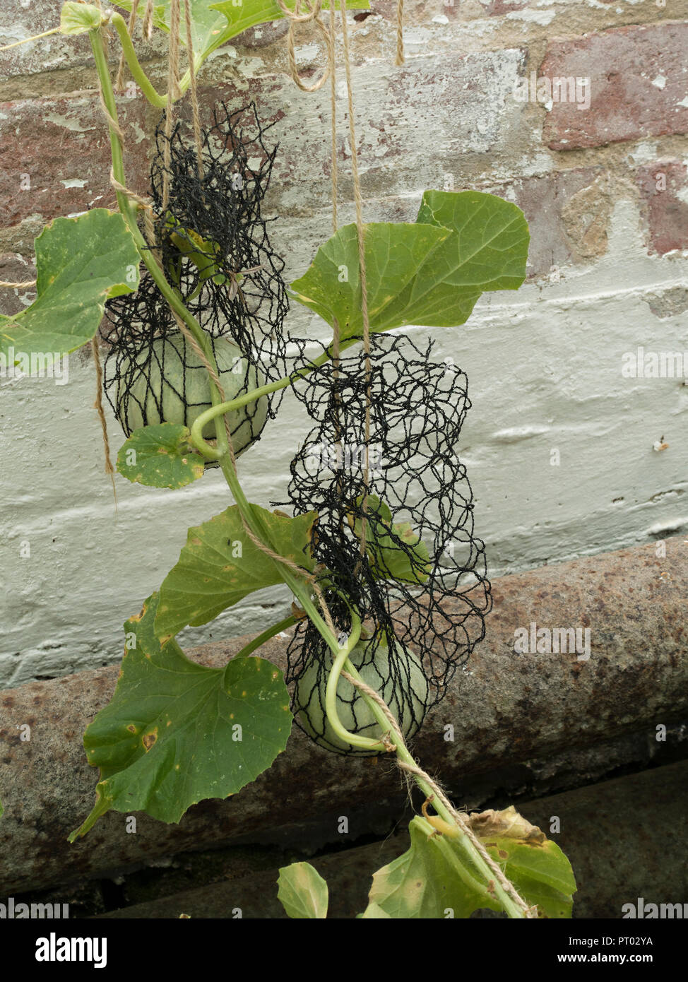 Troubadour Melonen wachsen und reifen in Unterstützung von Netzen mit einem alten weißen Mauer gewaschen hinter Stockfoto