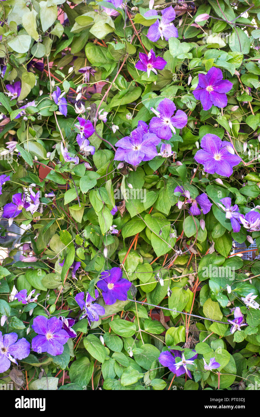 Schöne Bush mit blauen Blüten der Clematis in der Straße Stockfoto