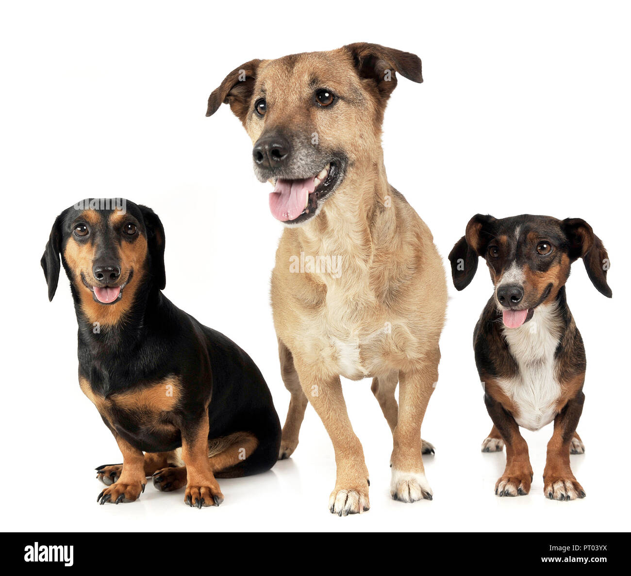 Gruppe der lustige Hunde in endlosen weißen Studio Stockfoto