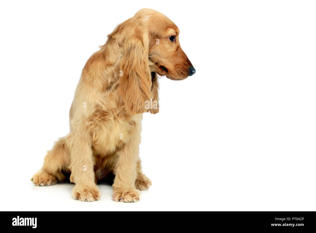 Junge spaniel in einem weißen Photo Studio Stockfoto