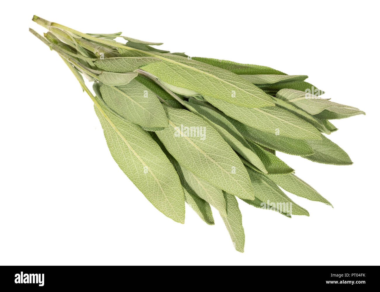 Lange hellgrün Salbeiblätter mit Frische. Stockfoto