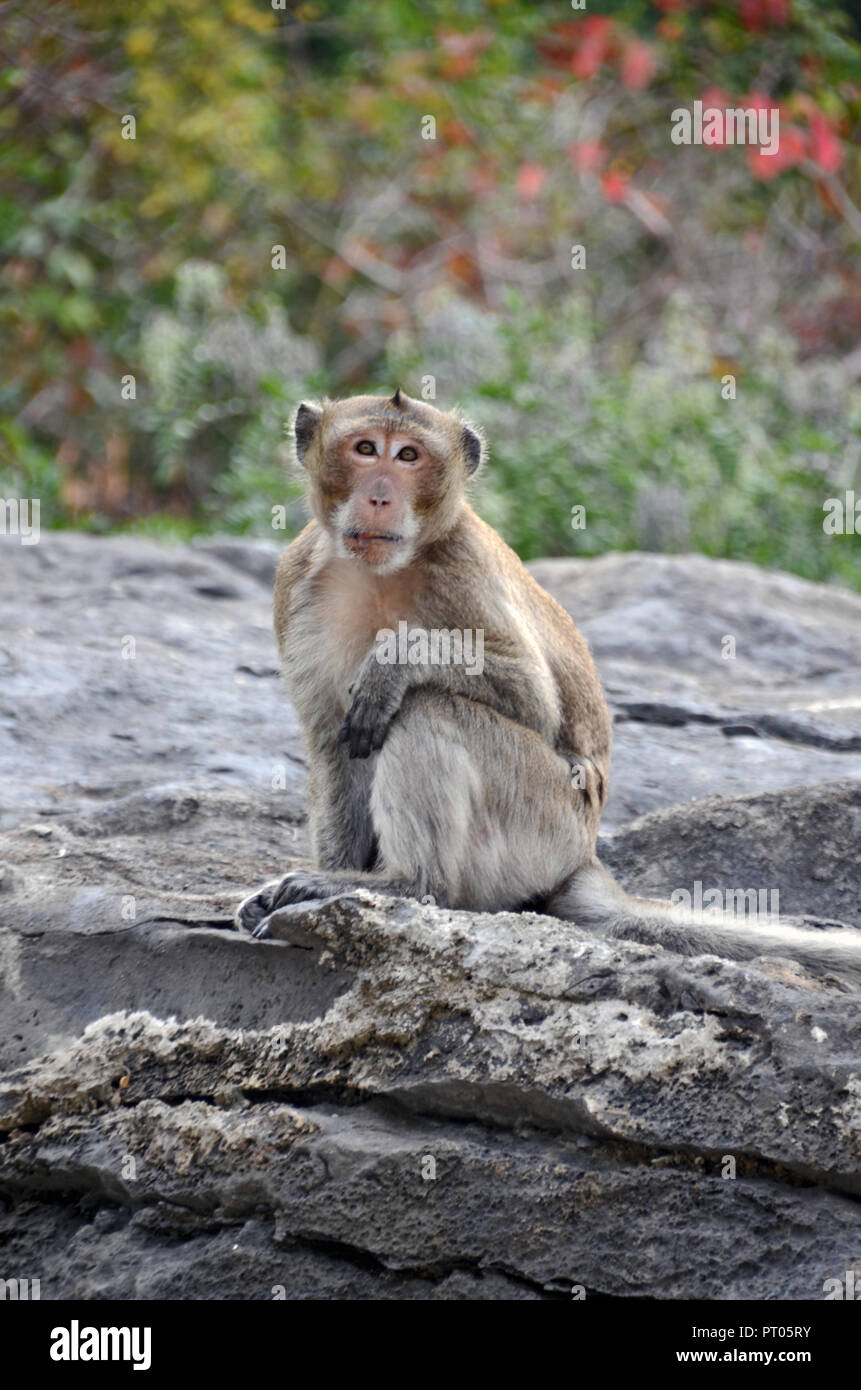 Tiere in Vietnam - Monkey Stockfoto