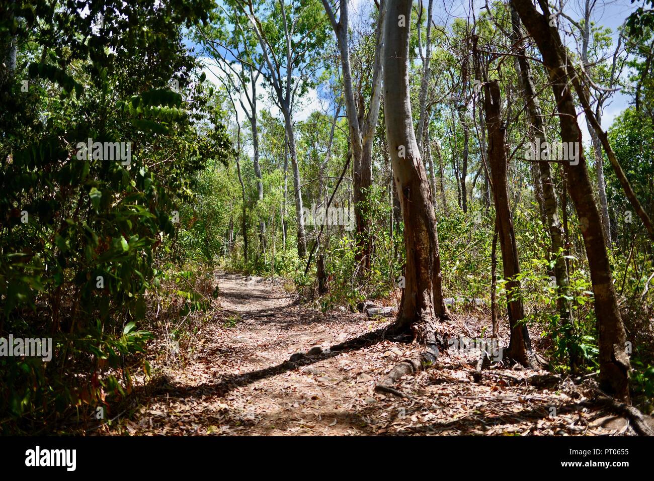 Ein Wanderweg durch den australischen Busch, Dalrymple Lücke, QLD, Australien Stockfoto