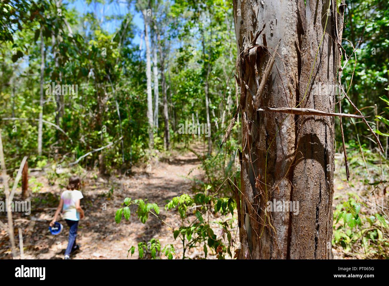 Ein junges Kind trägt einen bunten t-shirt gehen durch einen Wald, Dalrymple Lücke, QLD, Australien Stockfoto