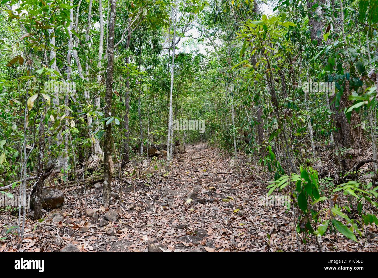 Ein Wanderweg durch den australischen Busch, Dalrymple Lücke, QLD, Australien Stockfoto