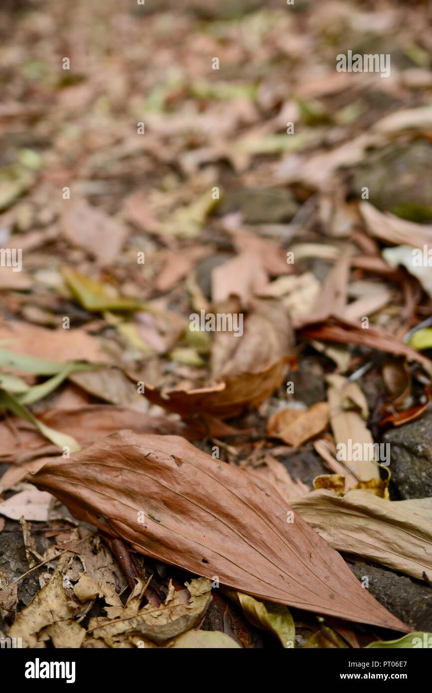 Trockenes Laub auf dem Waldboden, Dalrymple Lücke, QLD, Australien Stockfoto