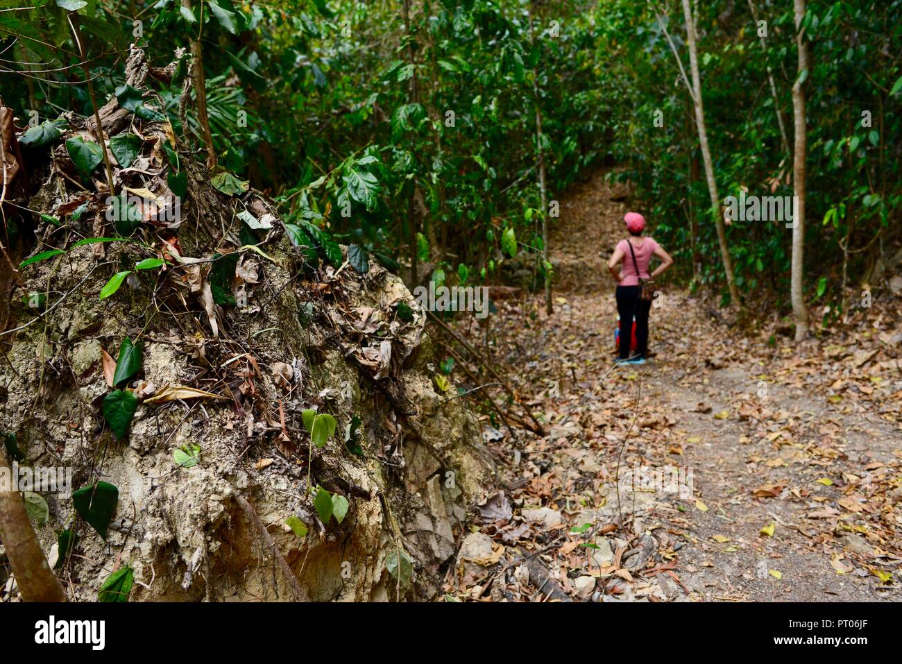 Ein Wanderweg durch den australischen Busch, Dalrymple Lücke, QLD, Australien Stockfoto