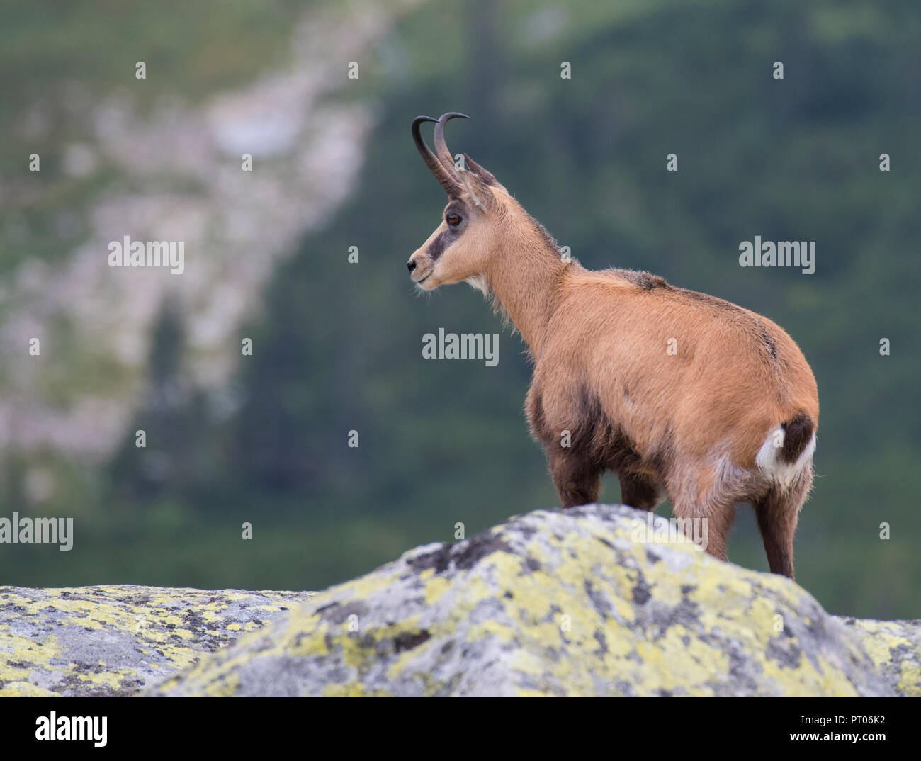 Alpine GEMSE (RUPICAPRA rupicapra), in den Bergen der Hohen Tatra in der Slowakei Stockfoto