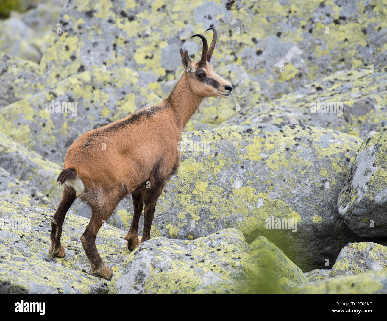 Alpine GEMSE (RUPICAPRA rupicapra), in den Bergen der Hohen Tatra in der Slowakei Stockfoto