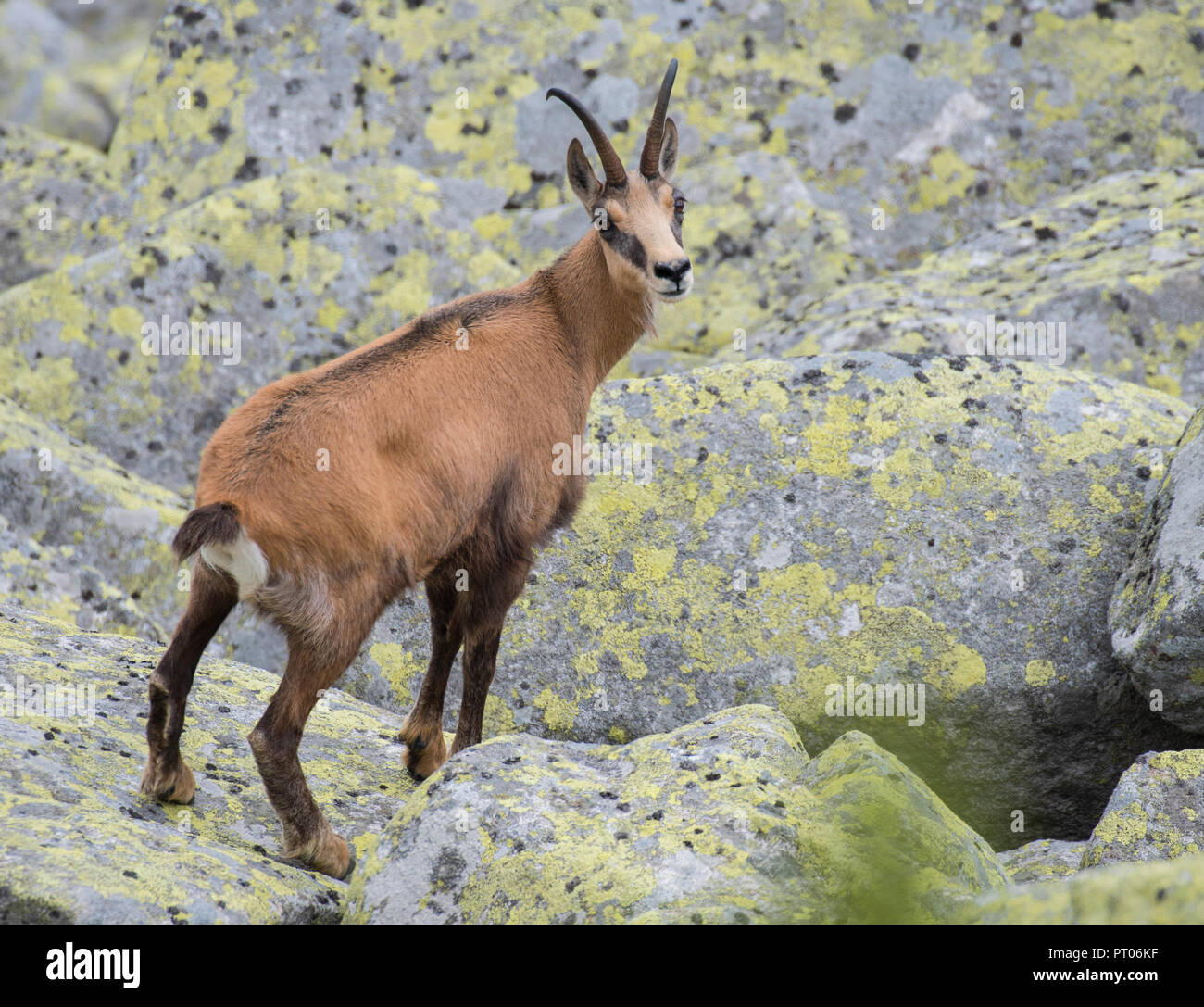 Alpine GEMSE (RUPICAPRA rupicapra), in den Bergen der Hohen Tatra in der Slowakei Stockfoto