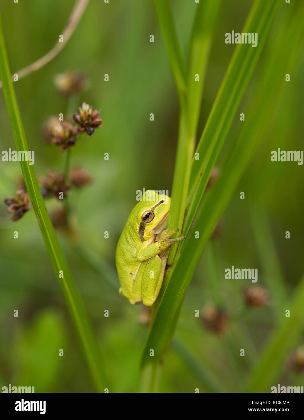 Gemeinsame Treefrog (Hyla arborea) auf einem rush Stammzellen in den Feuchtgebieten von Ungarn, Europa Stockfoto
