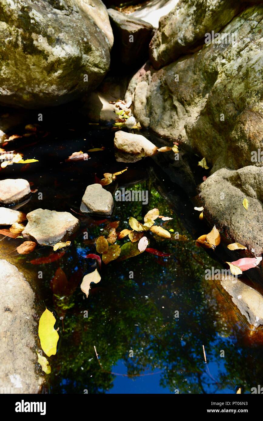Stagnierende Süßwasser-Pool mit Tannine aus Blättern und Rinde durchtränkt, Dalrymple Lücke, QLD, Australien Stockfoto