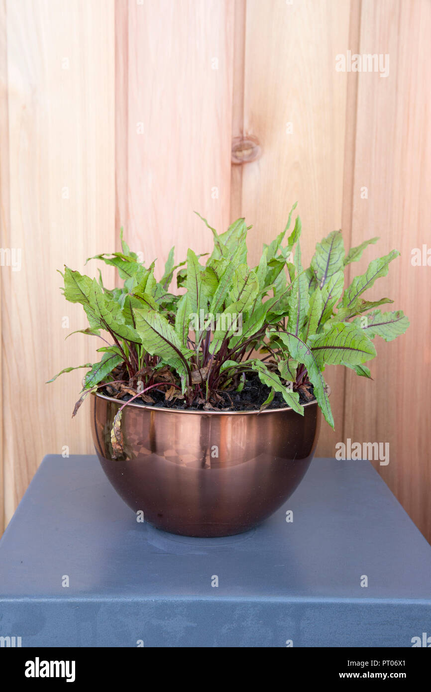 Küche Garten Indoor Anbau Ihrer eigenen Bio rot geädert Sauerampfer Wächst in Kupfer-Pflanzen-Topf-Container für Salat Micro Greens England Gb Stockfoto