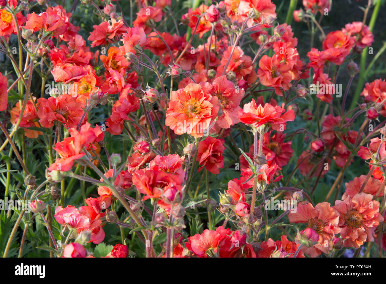 Geum 'Scarlet Tempest' Stockfoto