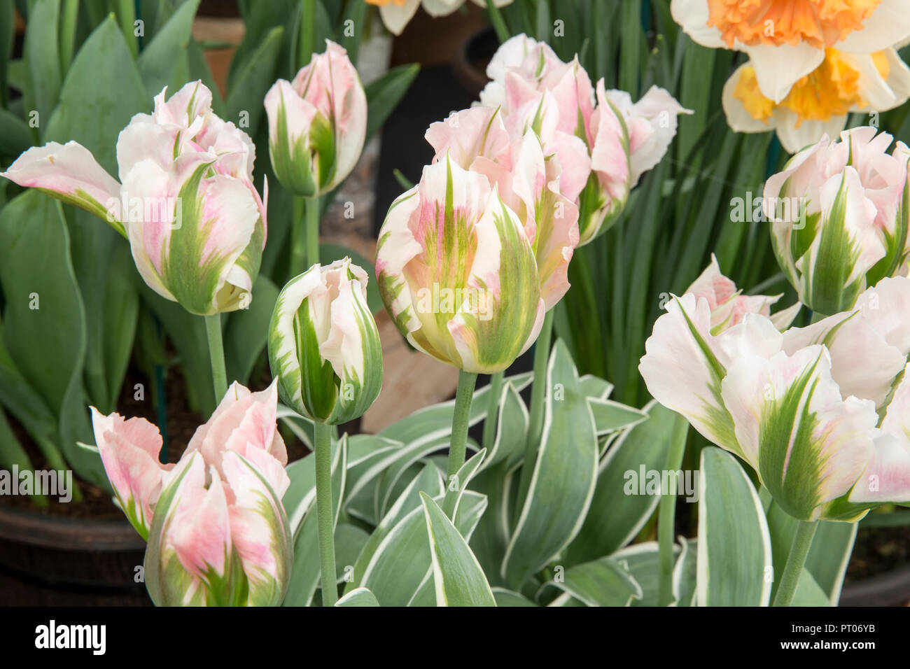 Tulipa 'China Town' Stockfoto