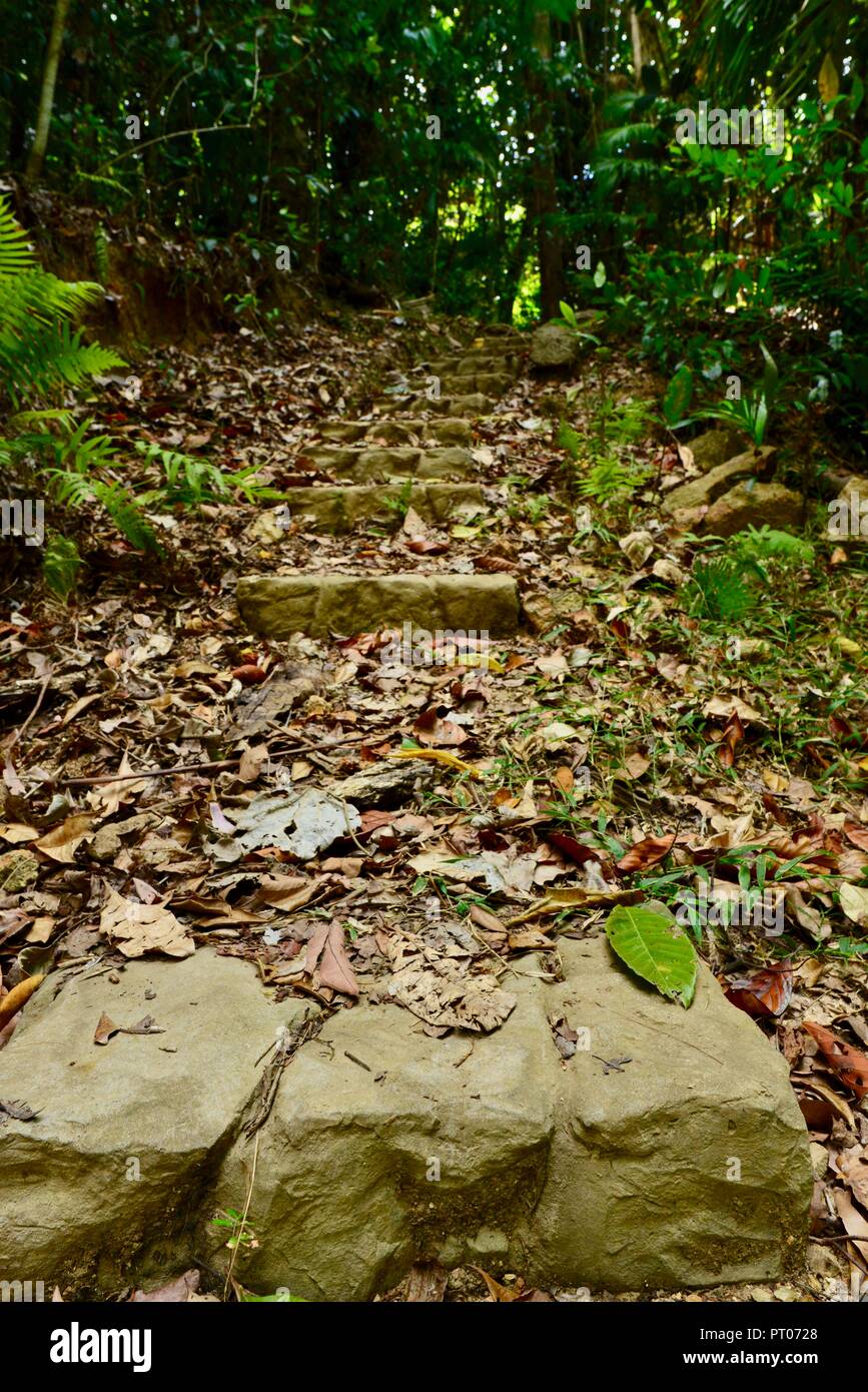 Ein Wanderweg durch den australischen Busch, Dalrymple Lücke, QLD, Australien Stockfoto