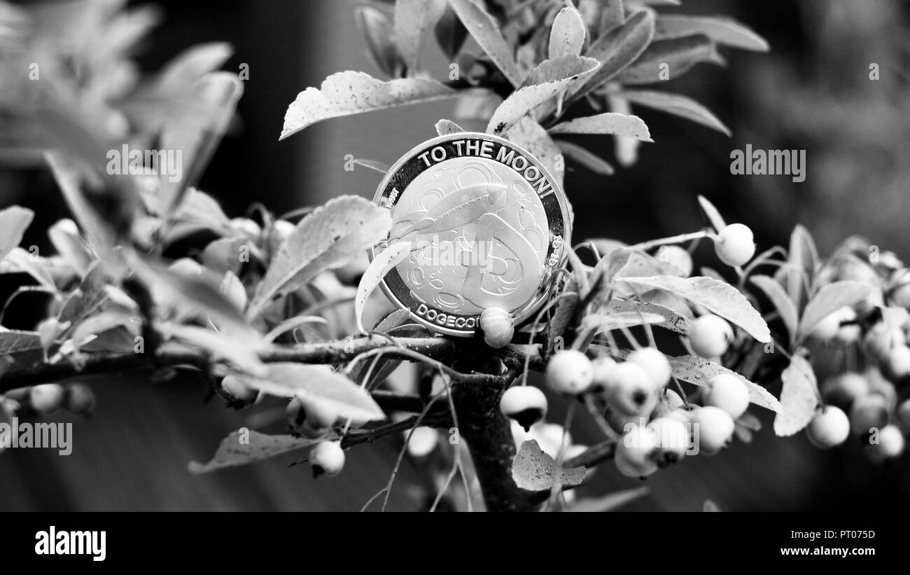 Digitale Währung physisches Metall dogecoin Münze. Dogecoin Baum outdoor Konzept. Stockfoto