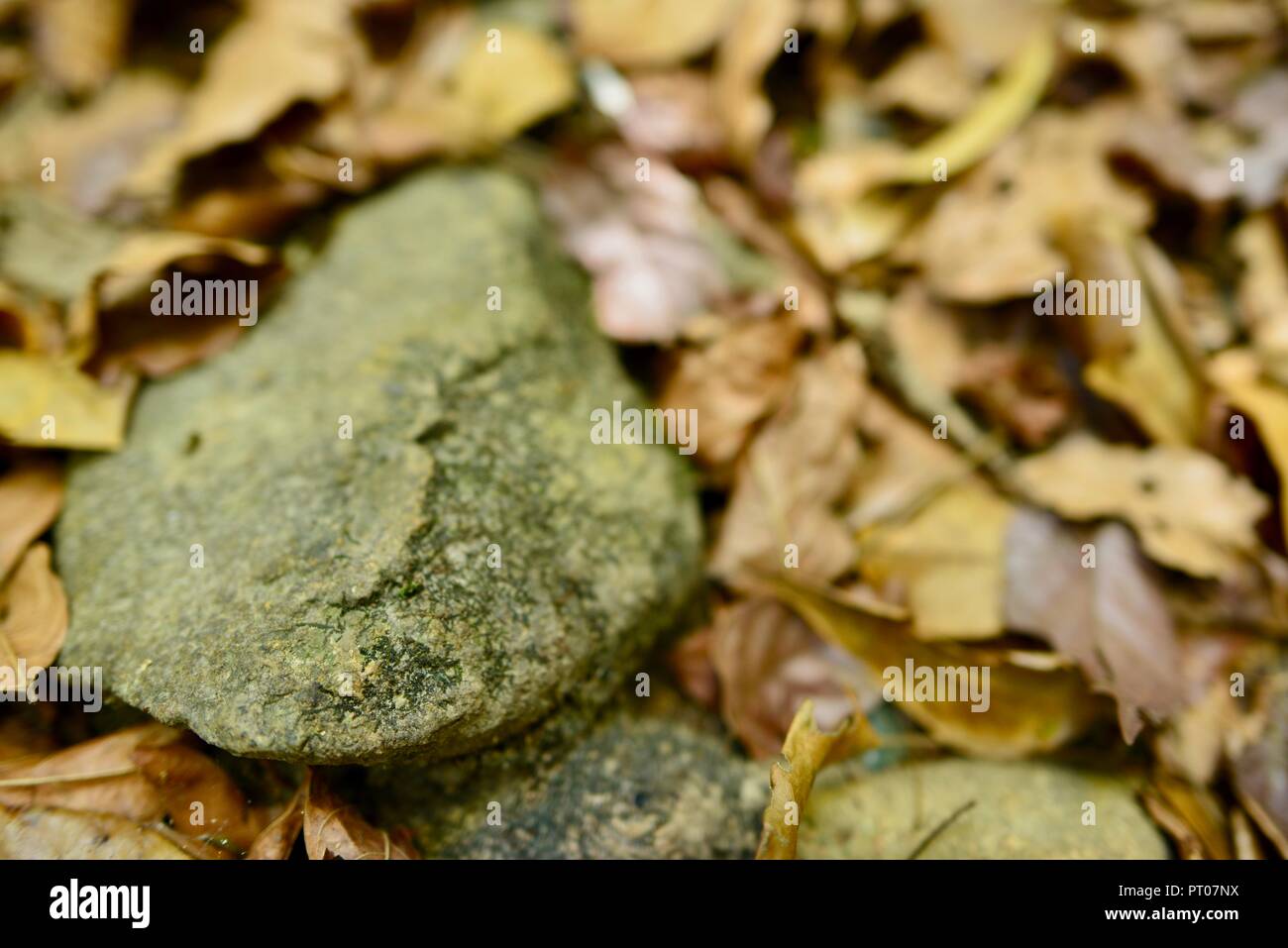 Blätter und Steine auf dem Waldboden, Dalrymple Lücke, QLD, Australien Stockfoto