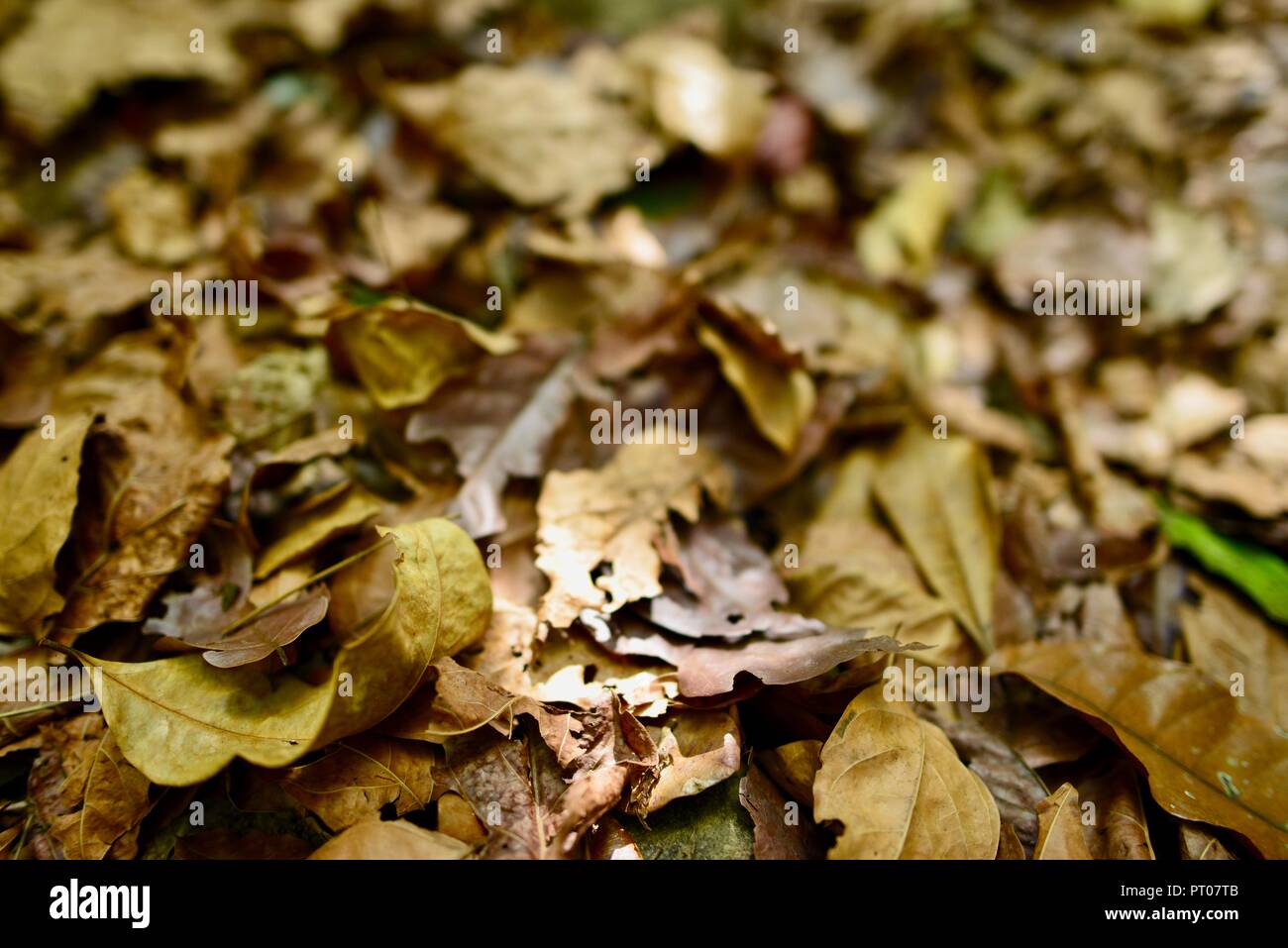 Blätter und Steine auf dem Waldboden, Dalrymple Lücke, QLD, Australien Stockfoto