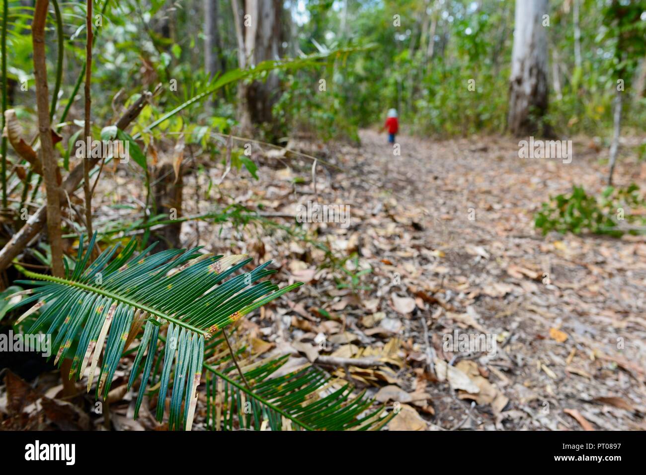 Ein Kind das Tragen der roten gehen durch einen Wald, Dalrymple Lücke, QLD, Australien Stockfoto