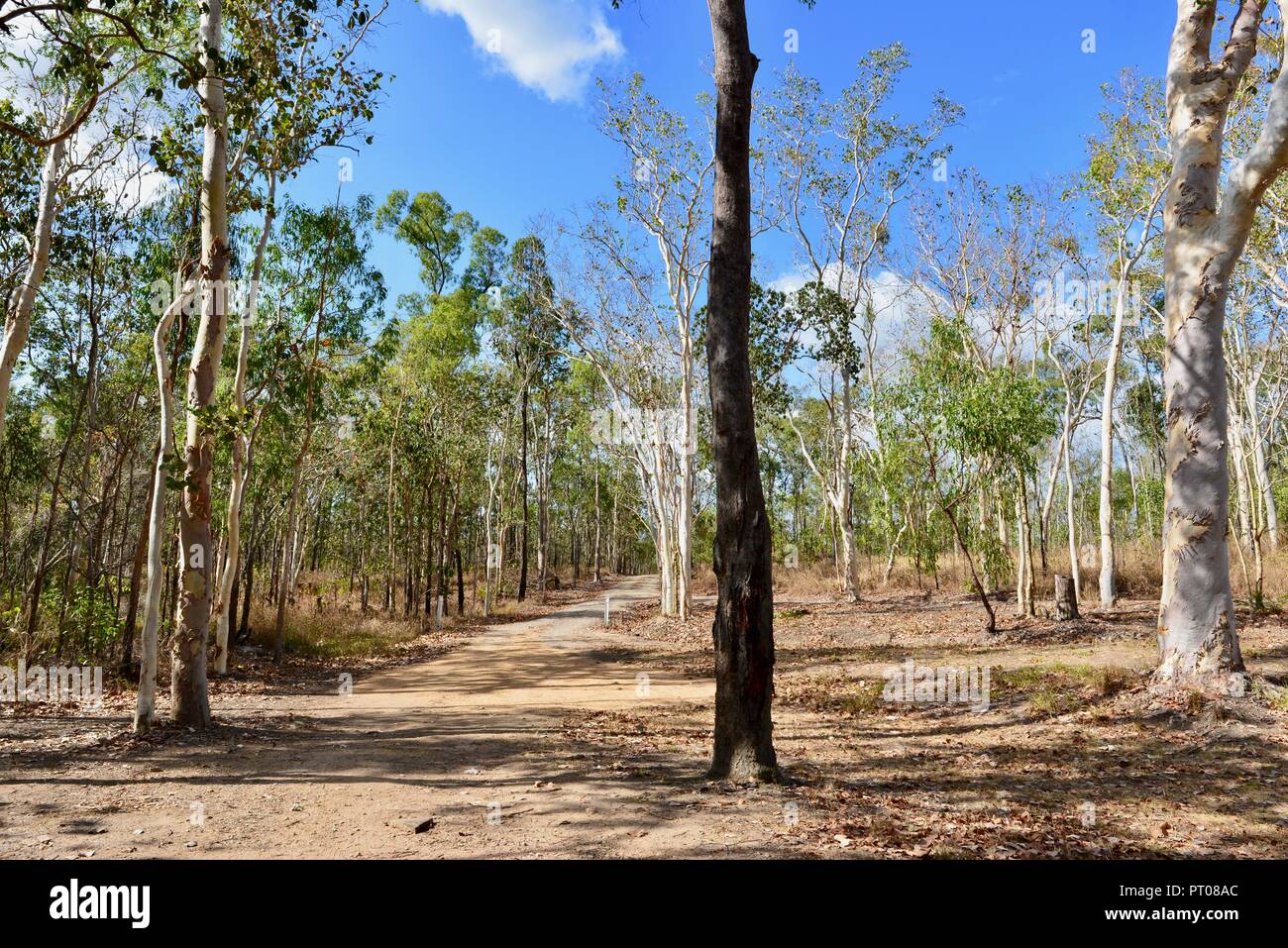 Eukalyptus Wald Wald am Parkplatz von Dalrymple Lücke, QLD, Australien Stockfoto