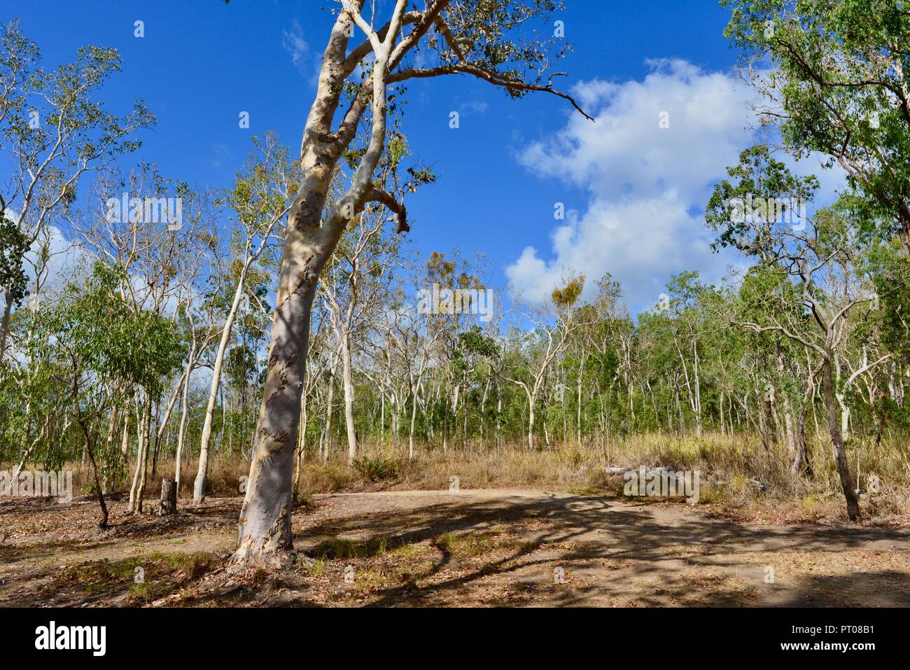 Eukalyptus Wald Wald am Parkplatz von Dalrymple Lücke, QLD, Australien Stockfoto
