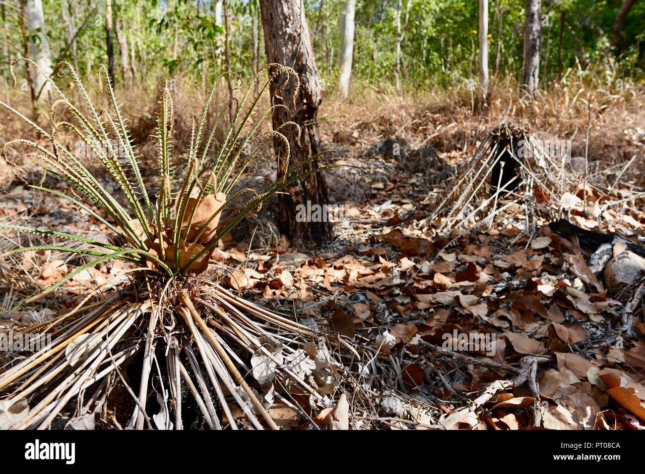 Palmfarne wachsen in der Trockenheit wie Bedingungen in einem bewaldeten Wald, Dalrymple Lücke, QLD, Australien Stockfoto