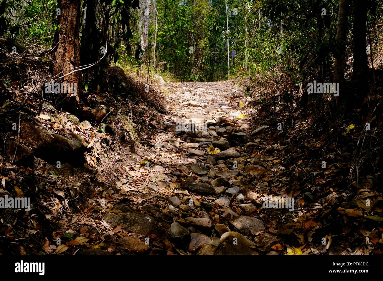 Ein Wanderweg durch den australischen Busch, Dalrymple Lücke, QLD, Australien Stockfoto