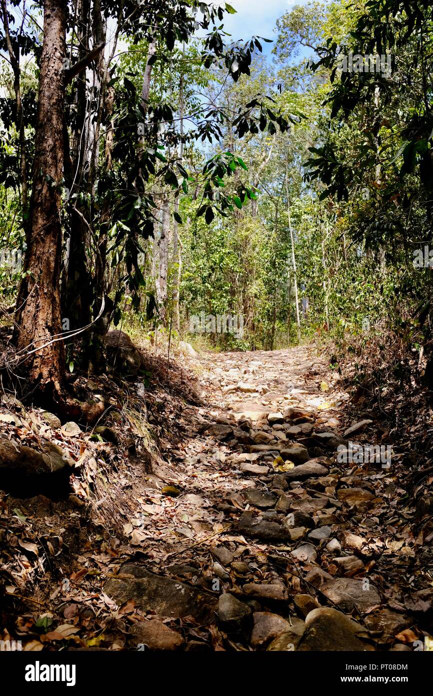 Ein Wanderweg durch den australischen Busch, Dalrymple Lücke, QLD, Australien Stockfoto