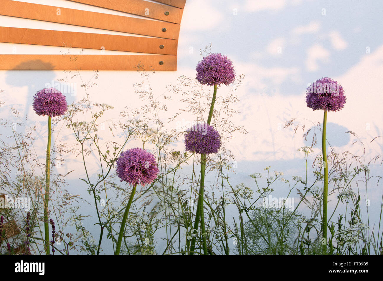 Allium und Anthriscus sylvestris in Grenze gegen Weiß Garten Wand - Spa Garten - Molekulare Garten, RHS Malvern Spring Festival 2017 Stockfoto