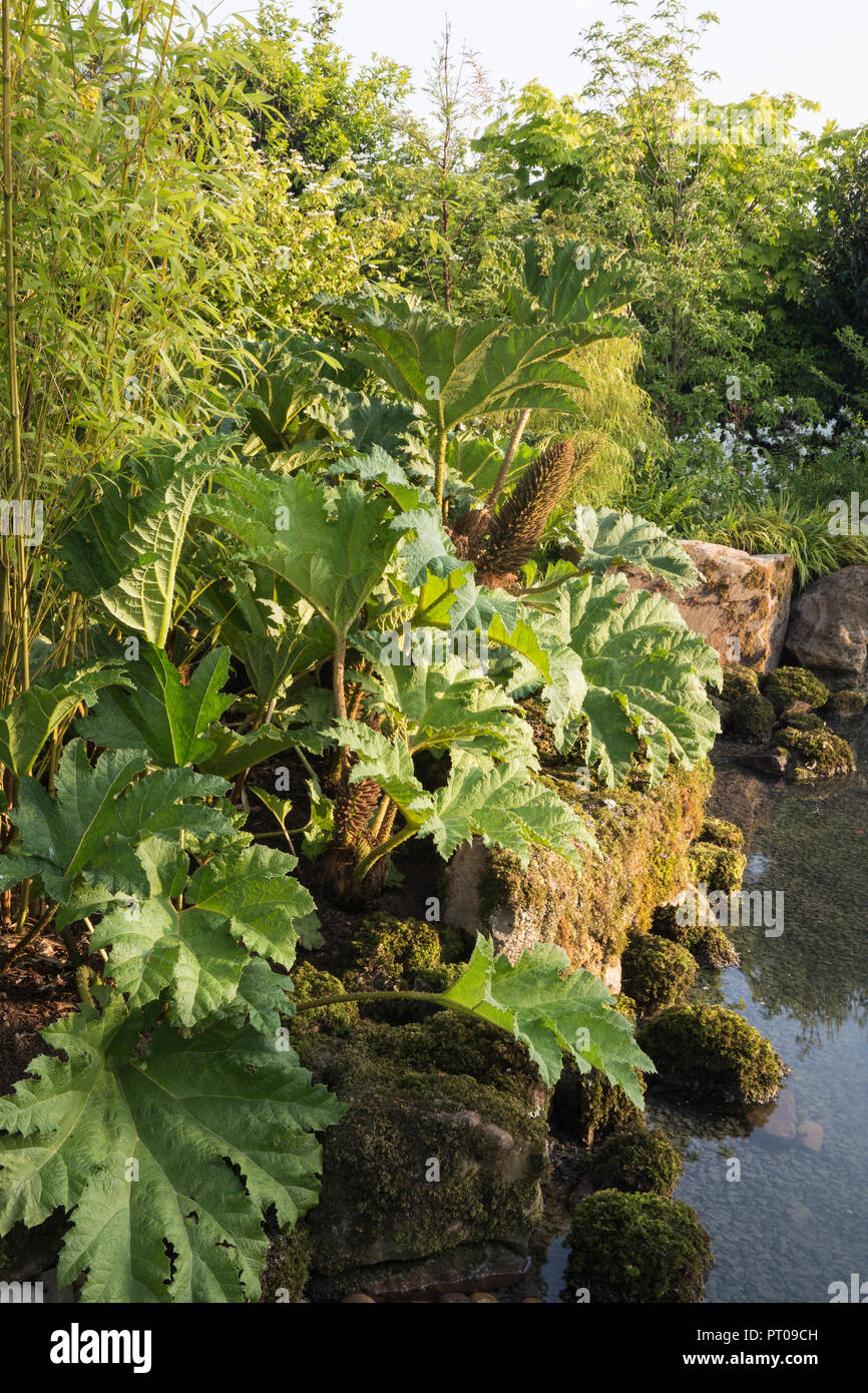 Teich Wasserspiel im Japanischen Garten mit Moos bedeckt Boulders, Gunnera manicata, Bambus Phyllostachys aurea, bei einem Mit einer Meditation Garten Stockfoto
