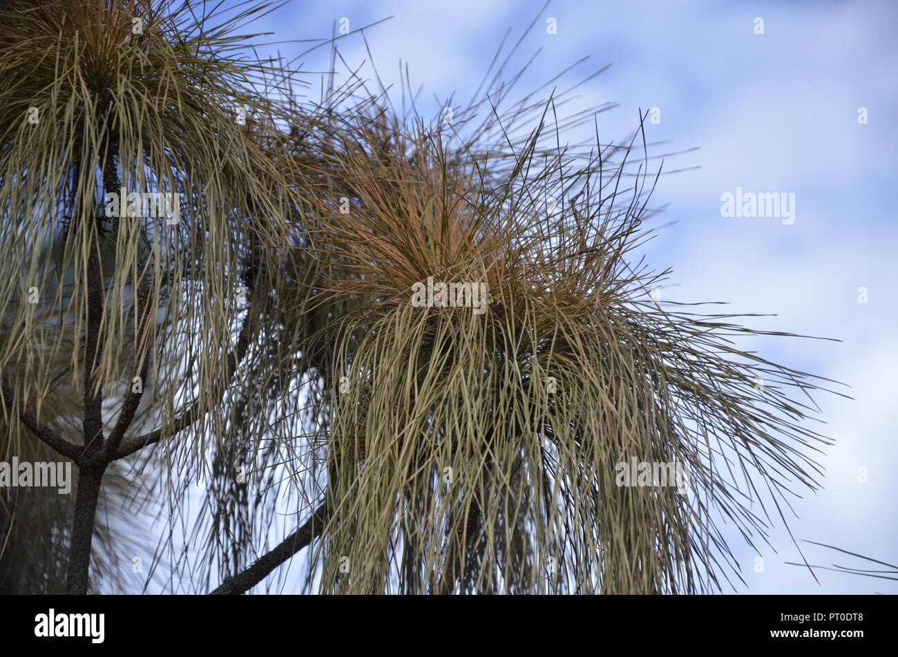 Wüstenpflanzen Stockfoto