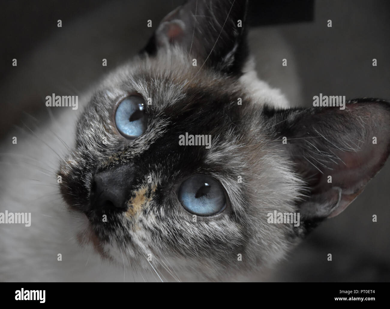 Nahaufnahme eines Blue eyed Siamese Cat Stockfoto